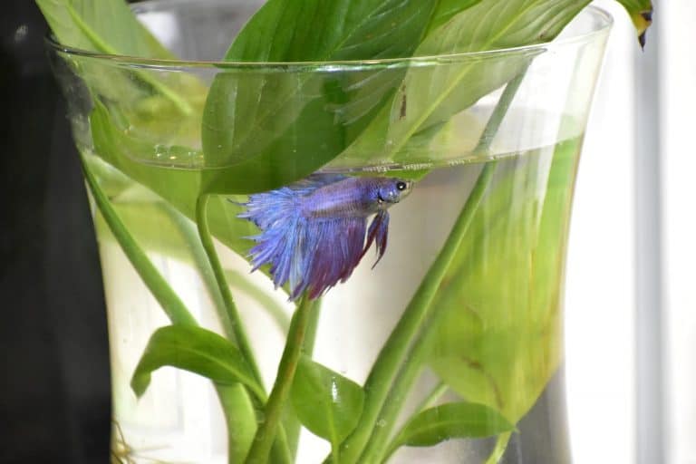 Can Betta Fish Live in a Bowl Without a Filter