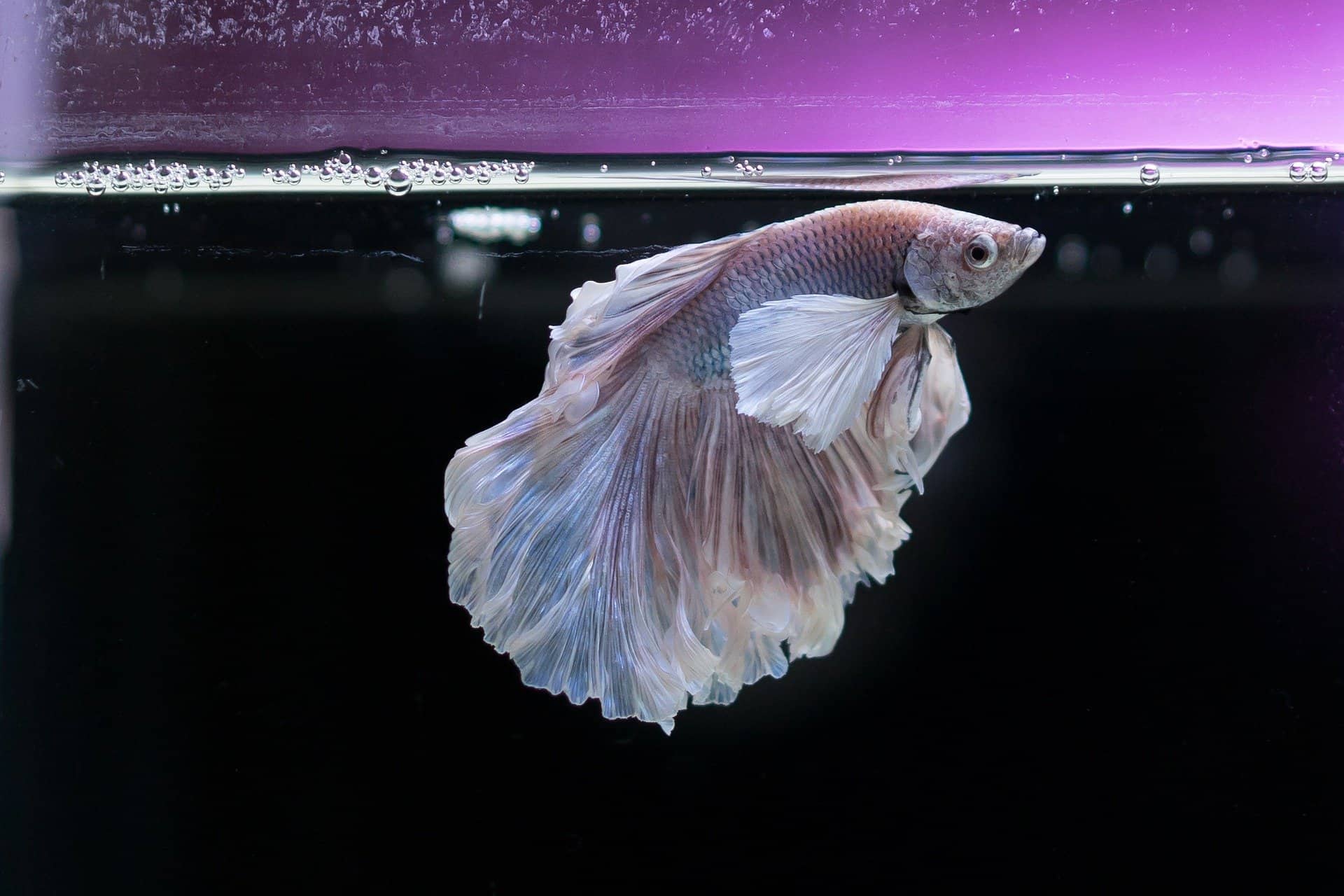 what-is-the-best-water-conditioner-for-betta-fish-lovemybetta