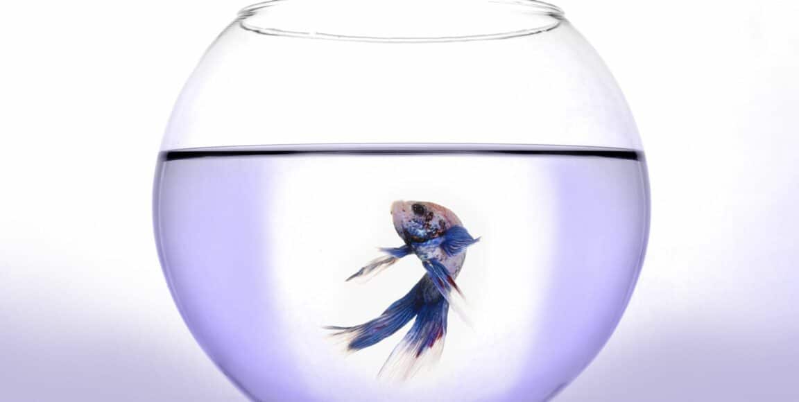 how often to change betta water