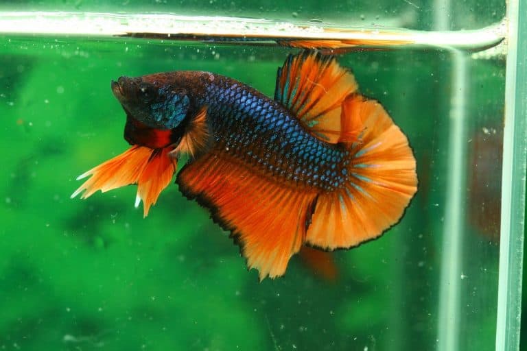 What is the Best Betta Fish Tank Available