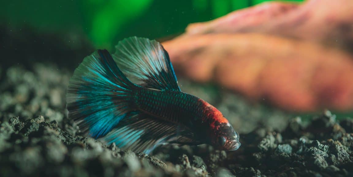 How To Keep A Betta Fish Tank Clean