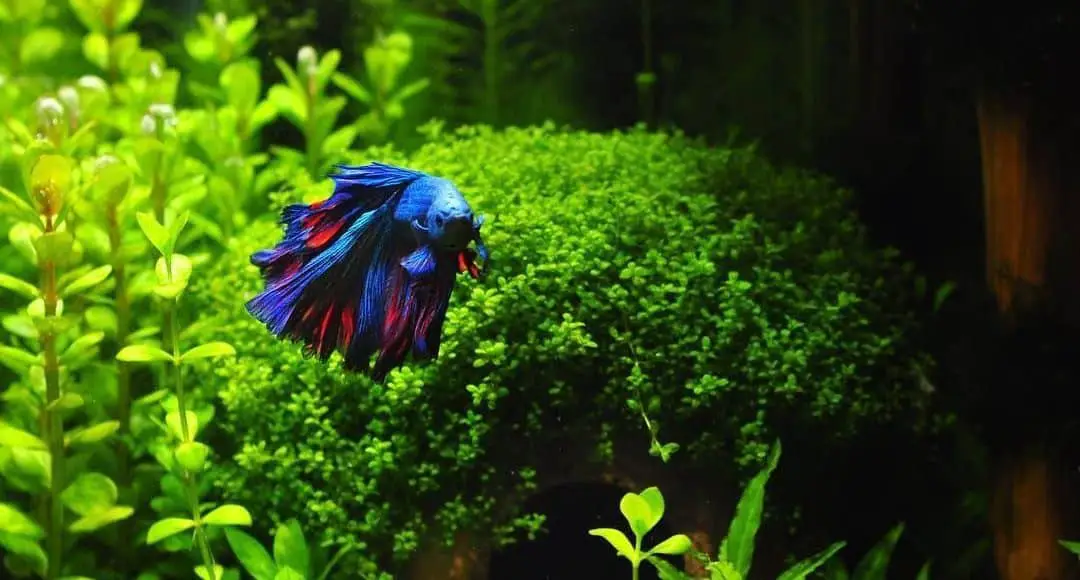 Are Live Plants Good for Betta Fish?