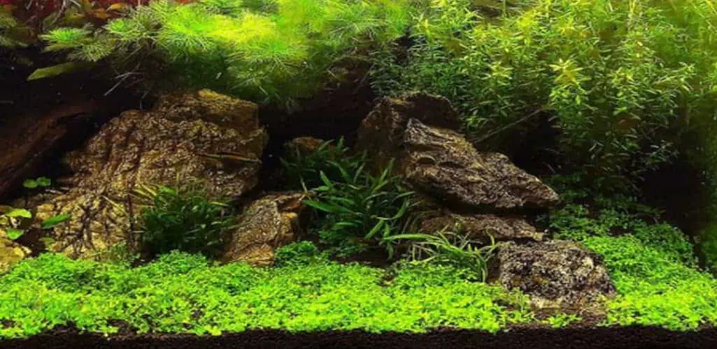 Are Live Plants Good for Betta Fish?