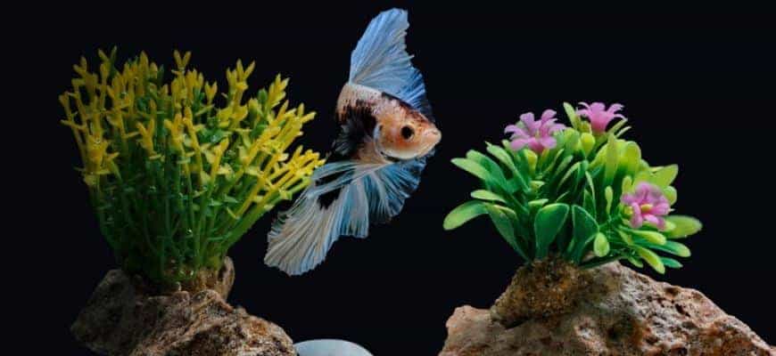 Are Live Plants Good for Betta Fish?