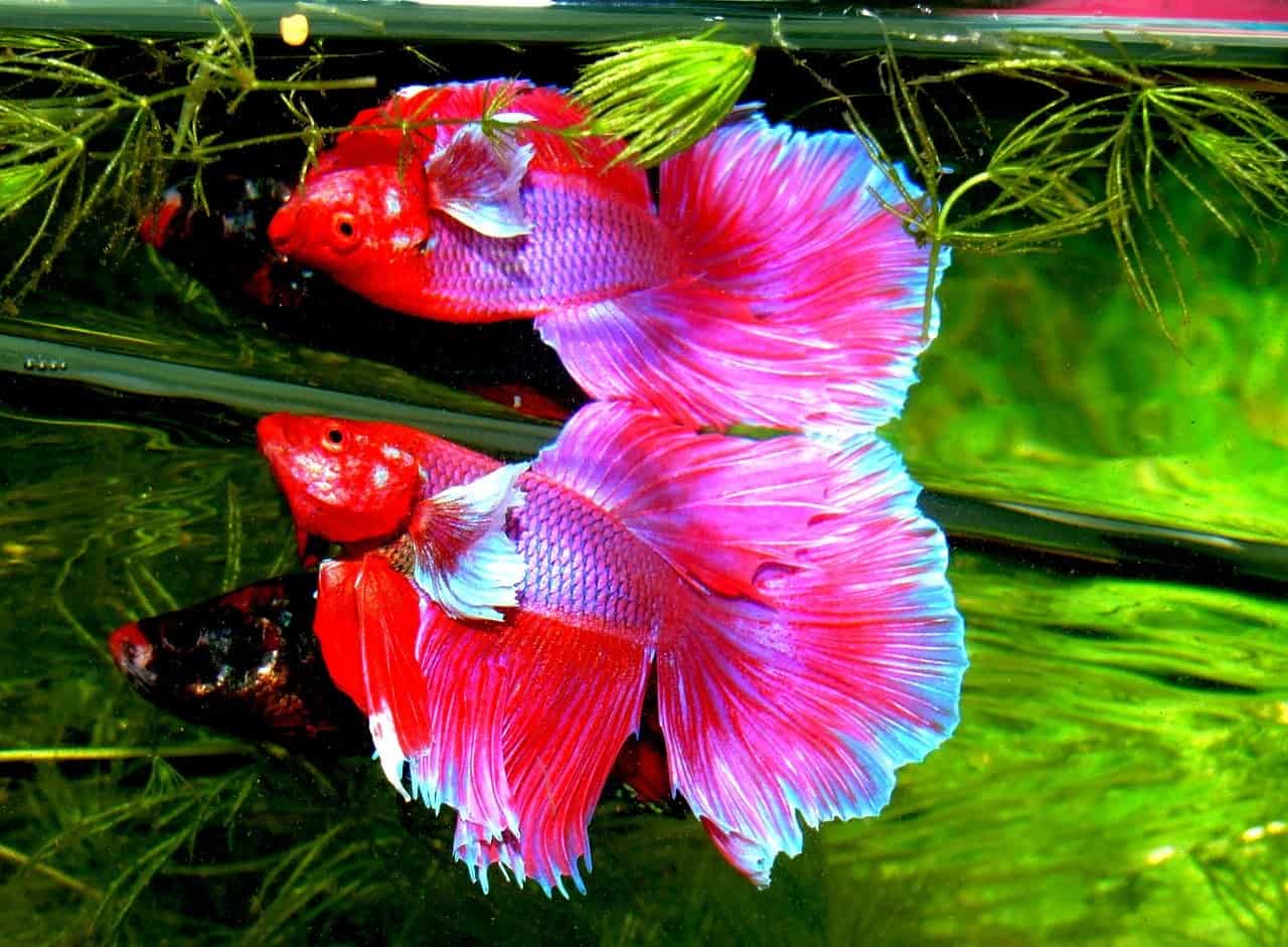 Do Betta Fish Like Live Plants LoveMyBetta