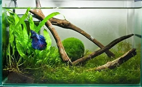 Do Betta Fish Like Live Plants