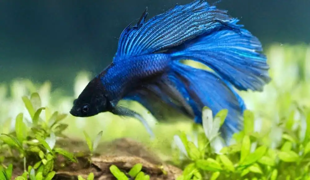 Do Betta Fish Like Live Plants