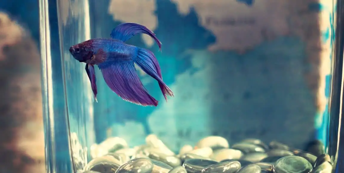 betta fish ick