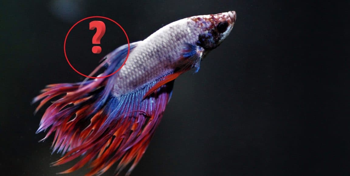 Betta Fungal Infection