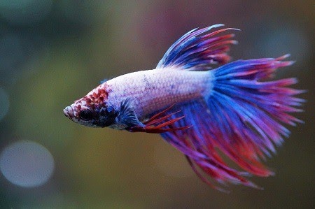 Betta Fin Rot Treatment