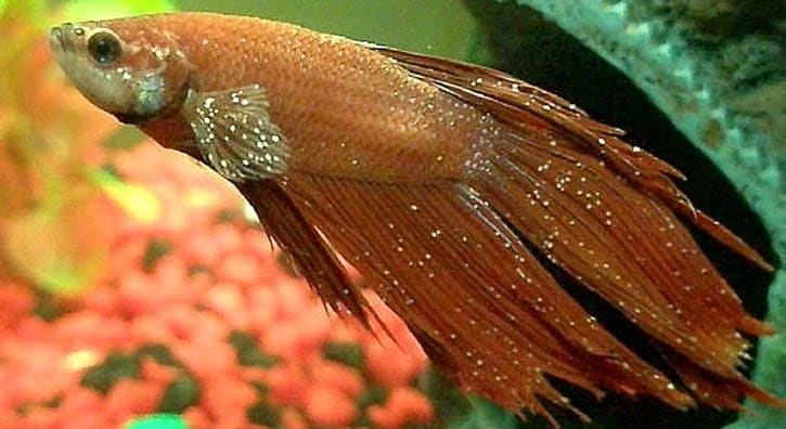 Betta Fin Rot Treatment