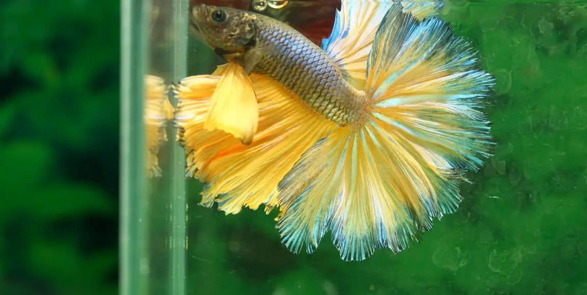 How Long Can Betta Fish Go Without Food