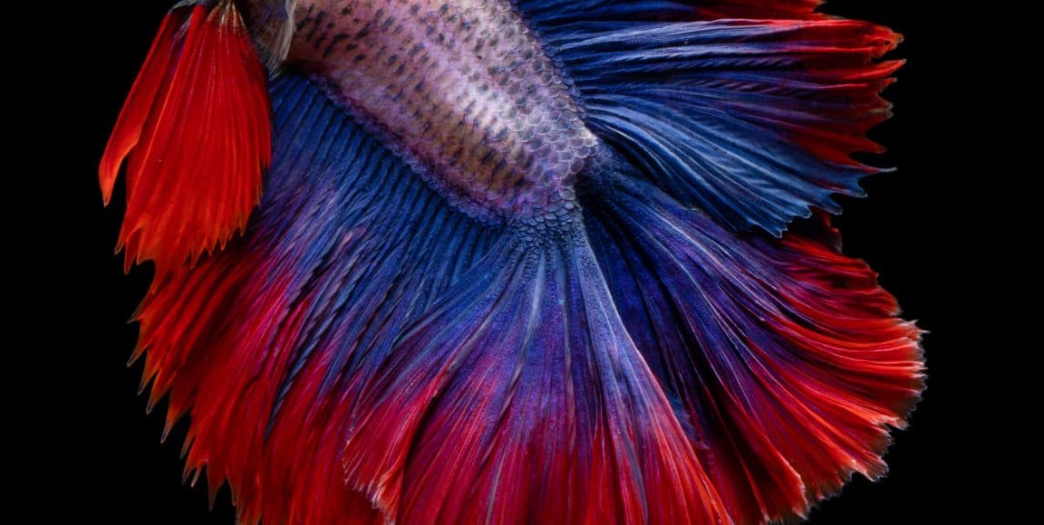 Are Betta Fishes Easy to Take Care of