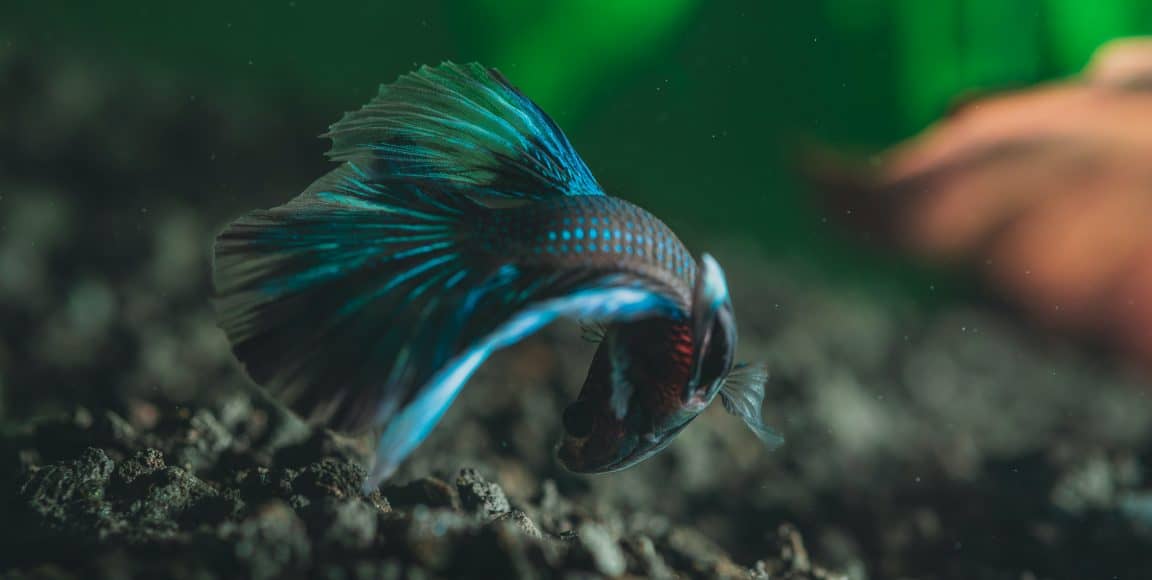 How Often Do Betta Fishes Poop