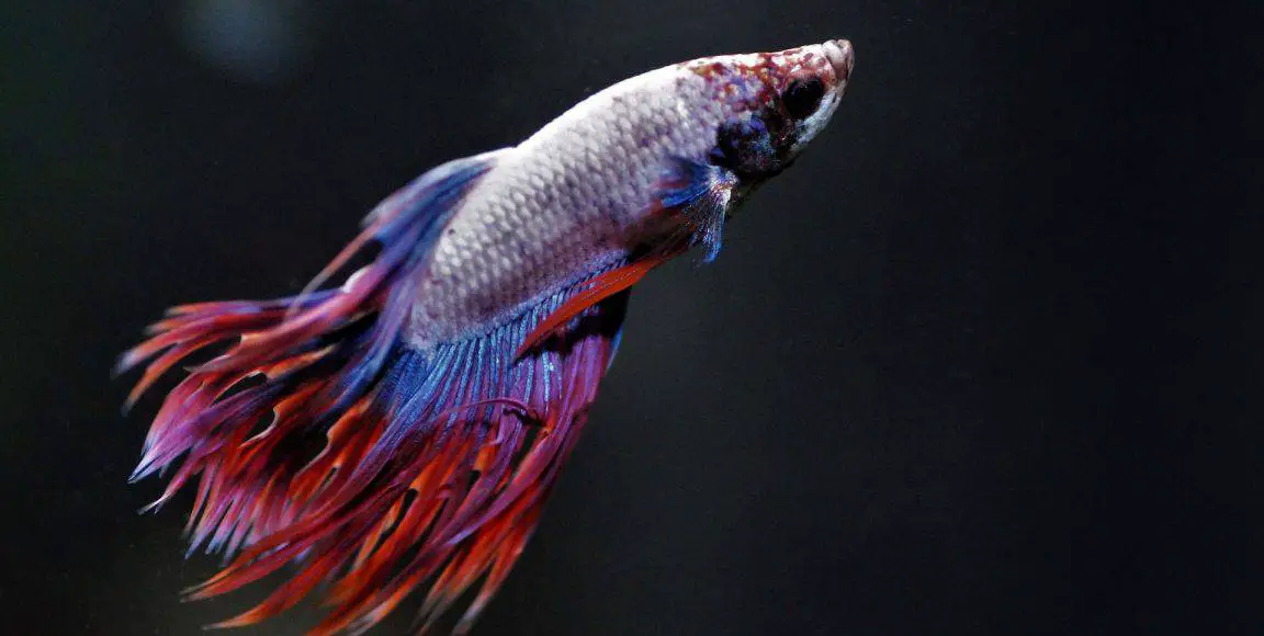 Best Betta Dropsy Treatment