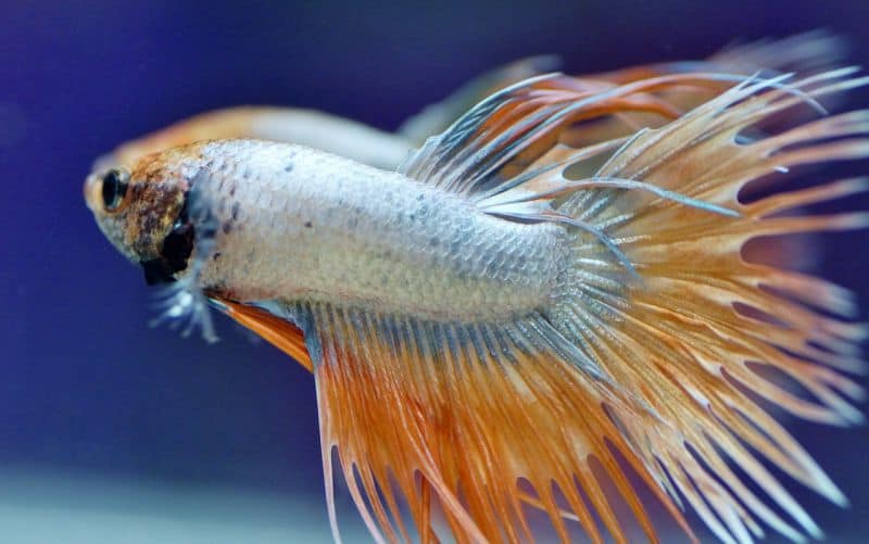 betta fish fin