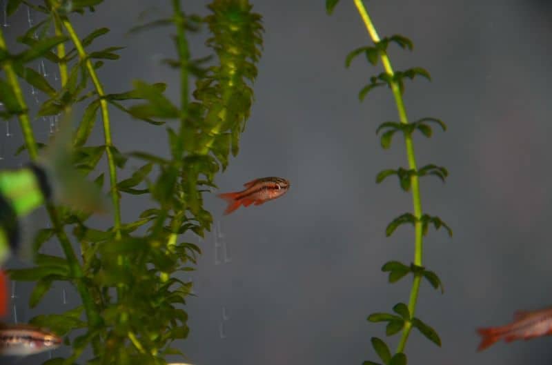 betta live plants