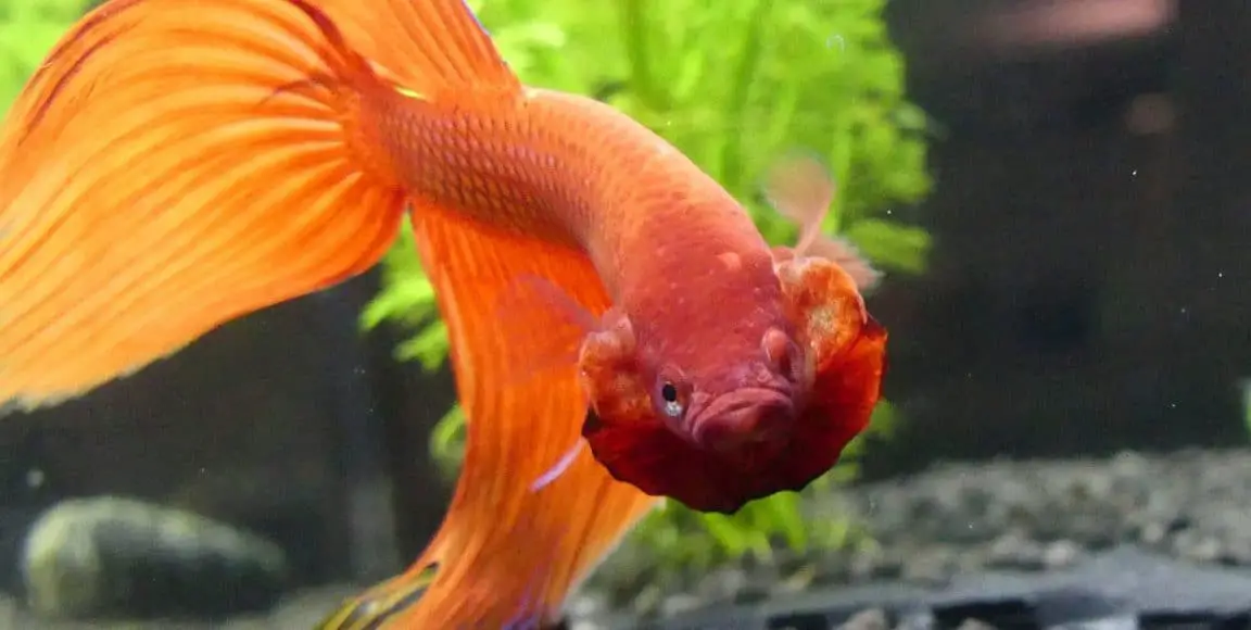 Best Betta Dropsy Treatment