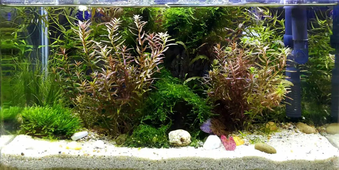 Betta tank