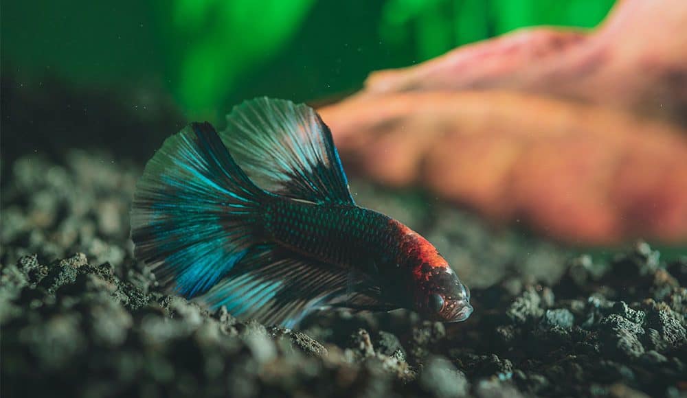 Signs of betta fish illness