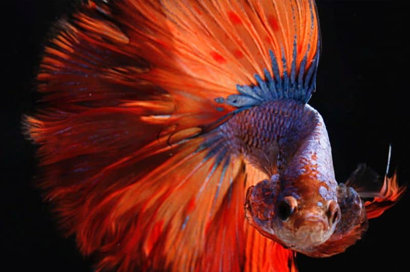 Why is betta fish acclimation important