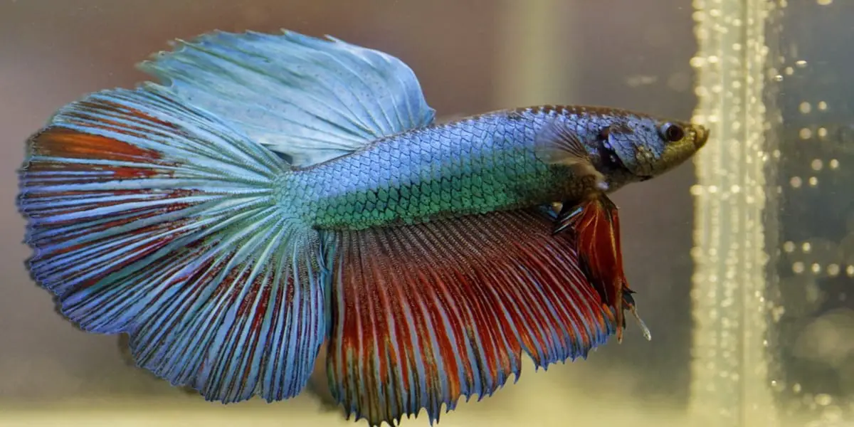 colorful betta fish 