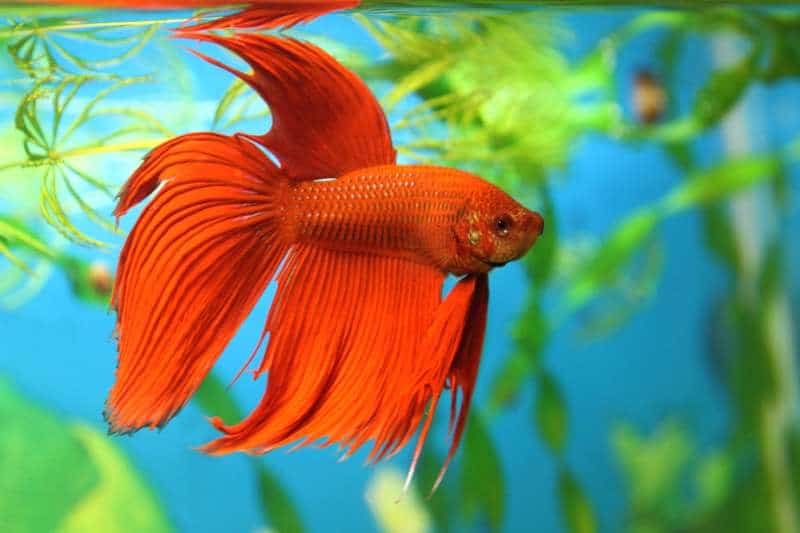 best betta fish water conditions