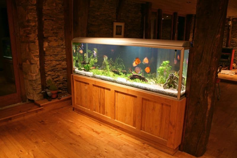 fish tank during the night