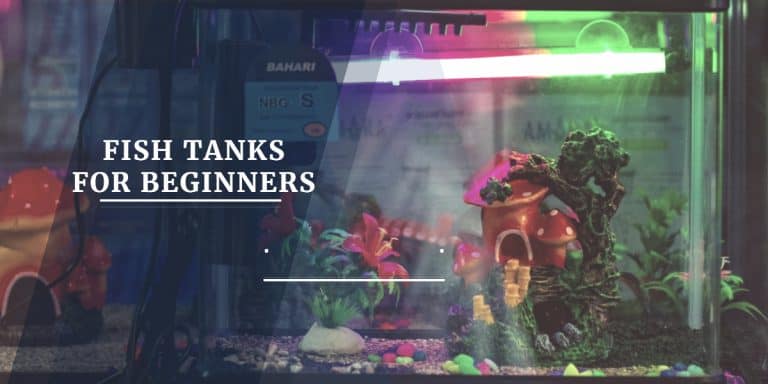 Fish tanks for beginners