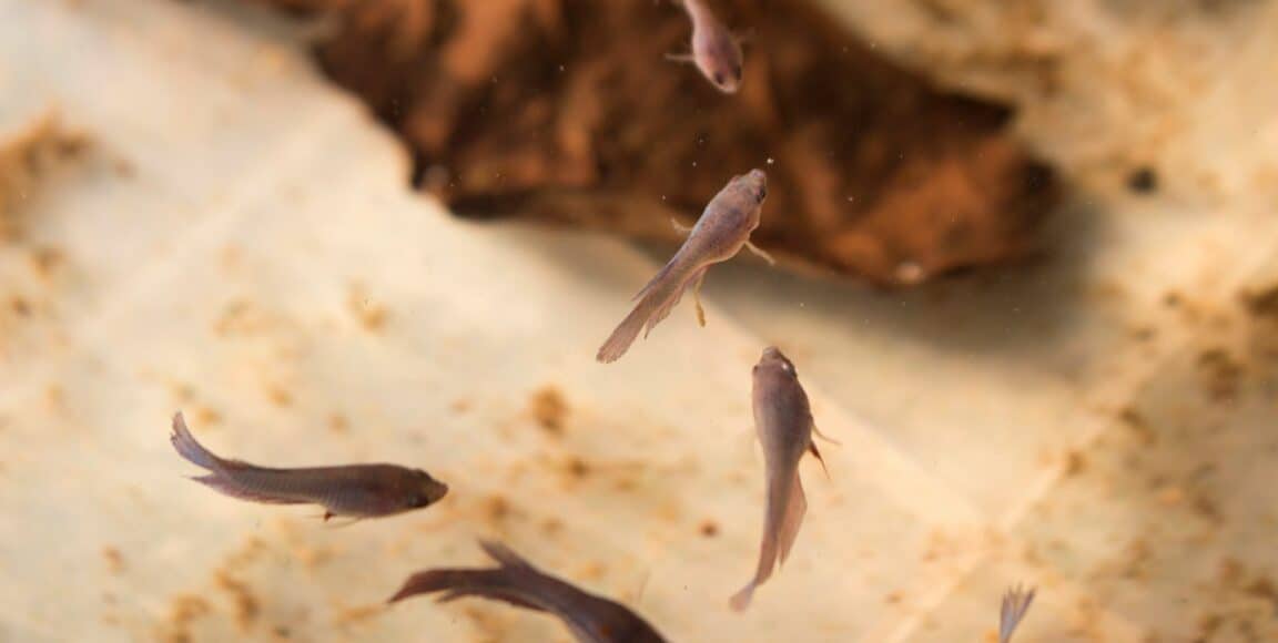 betta fish spitting out food