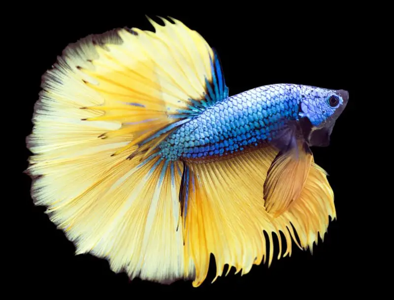 Blue Mustard Betta: The Complete Guide - LoveMyBetta