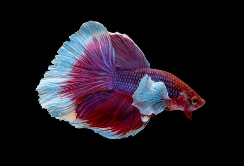 elephant ear betta fish