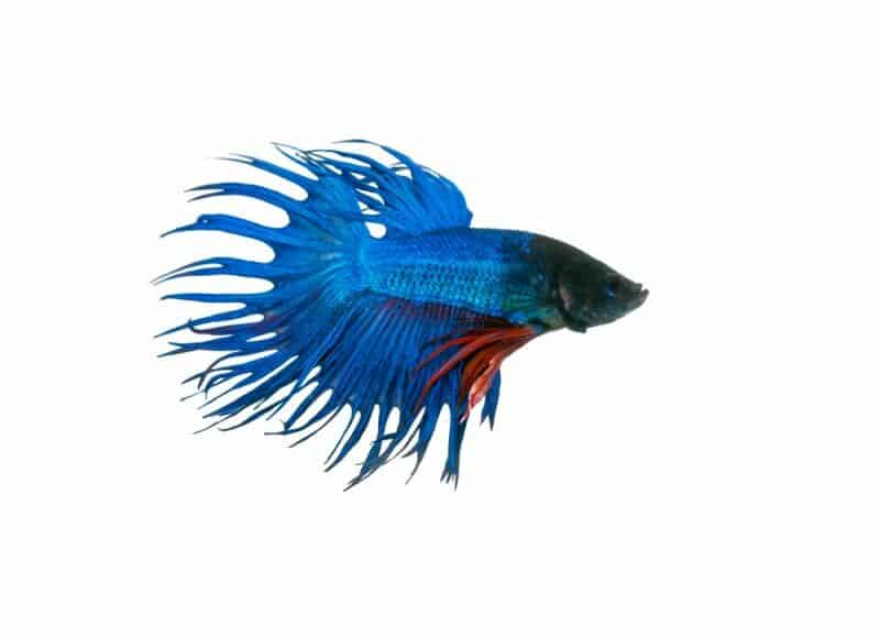 capture the moving moment beautiful of siam blue halfmoon betta