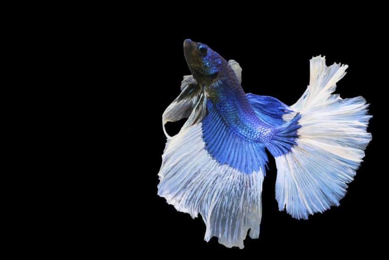 Betta splendens fighting fish in Thailand on isolated black back