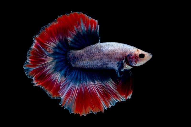 betta Fighting fish