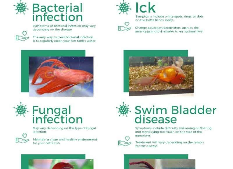 10 Betta Fish Diseases and Symptoms (and How to Treat Them)
