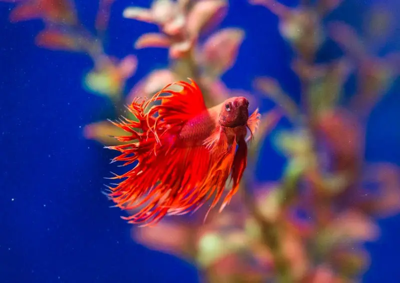 Betta Siamese Fighting Fish