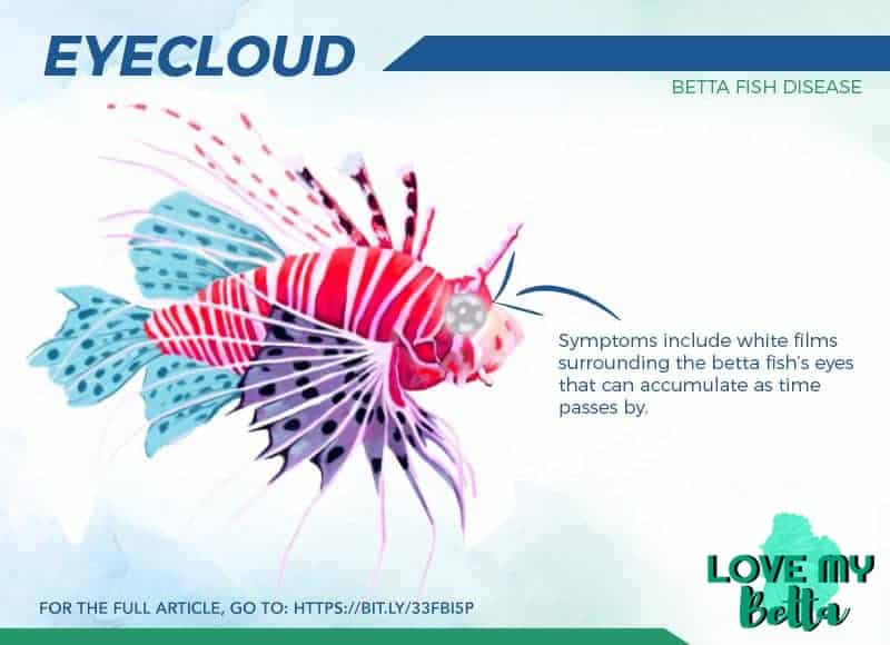 betta fish diseases and symptoms - Eyecloud