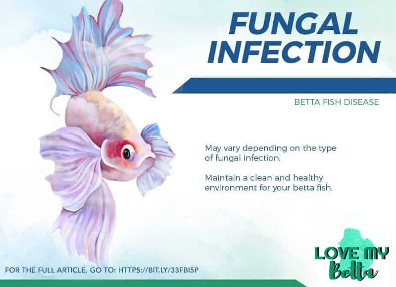 betta fish diseases and symptoms - fungal infection
