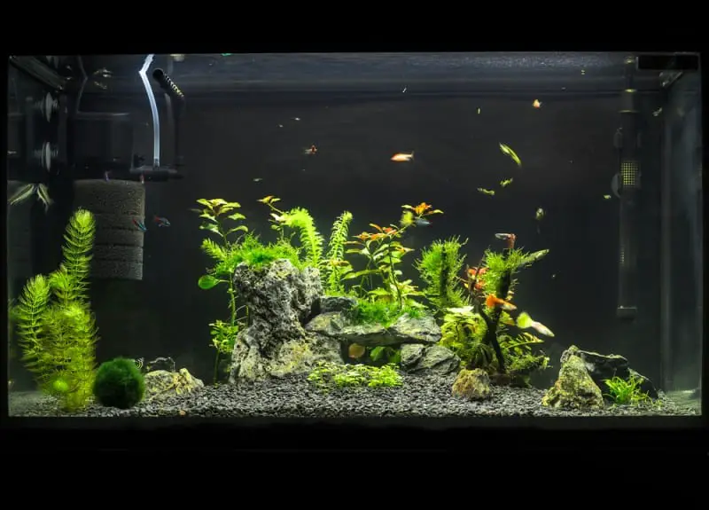What’s the Best Betta Fish Tank Filter of 2023? LoveMyBetta