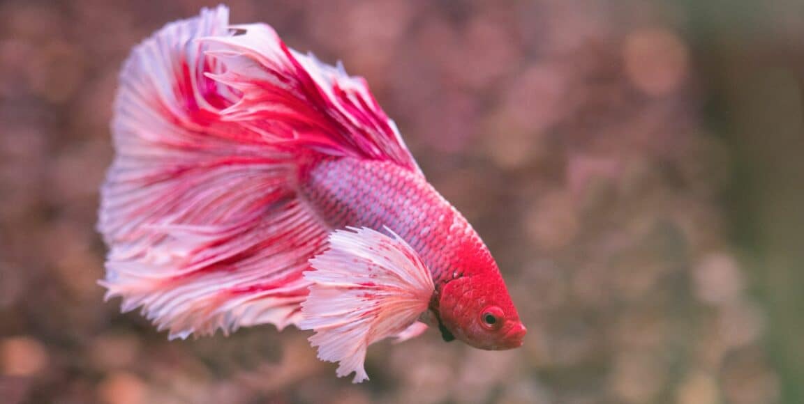 betta elephant ear