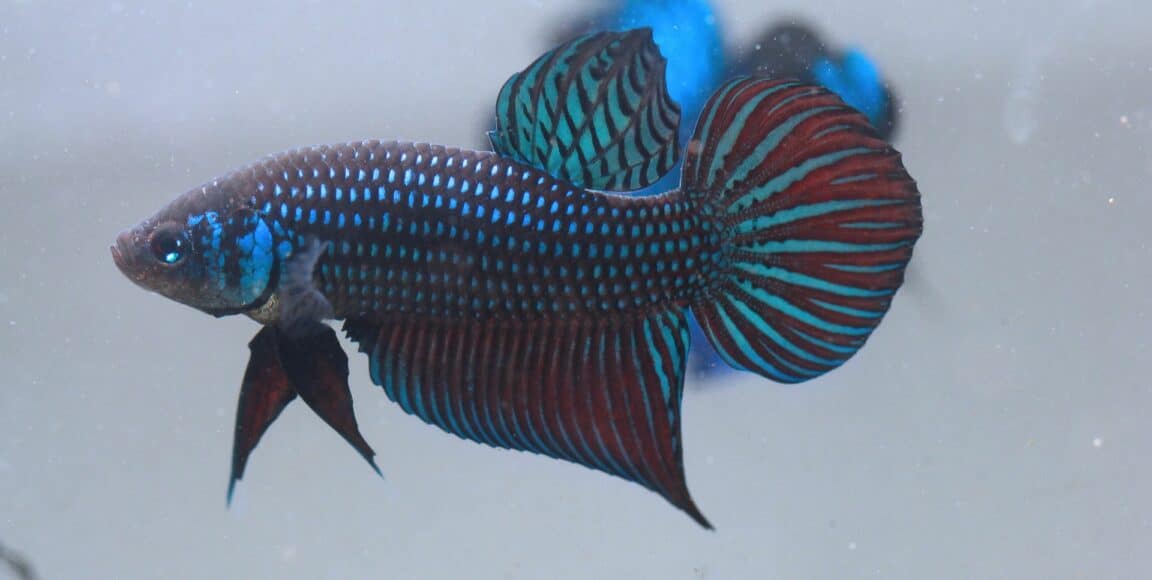 Wild betta fish blue and grey color
