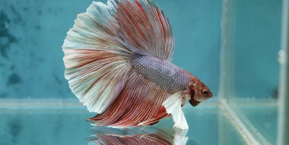 healthy betta fish