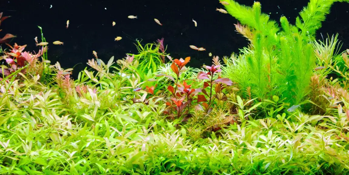 Plants for betta fish tank