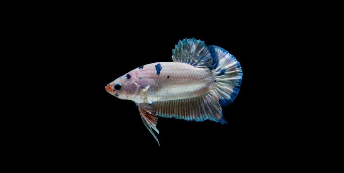 do betta fish change color