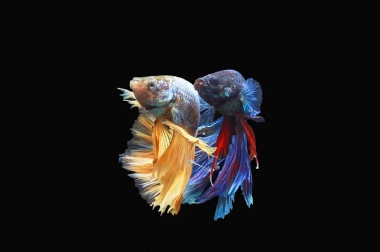 Can 2 female betta fish live together
