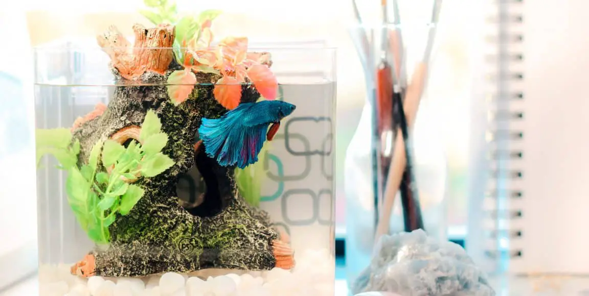 Do betta fish need a lid on their tank