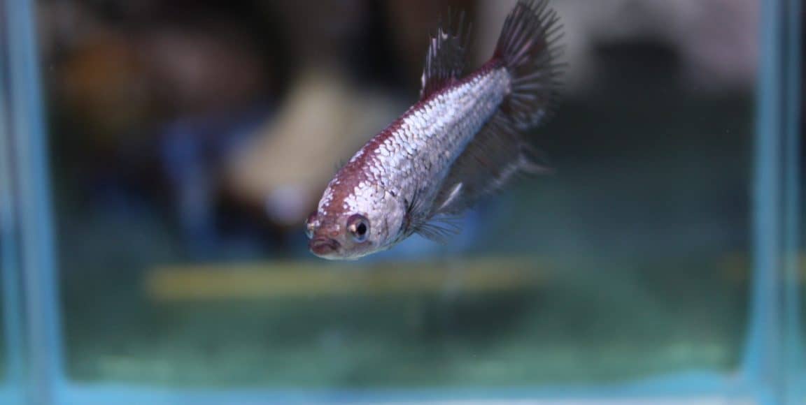 Can 2 female betta fish live together