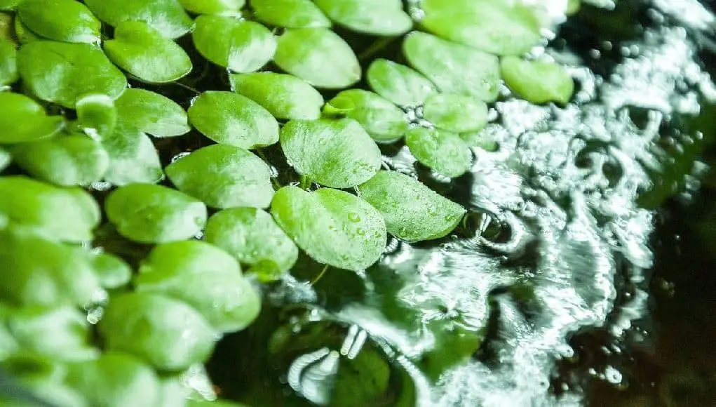 Are Live Plants Good for Betta Fish?