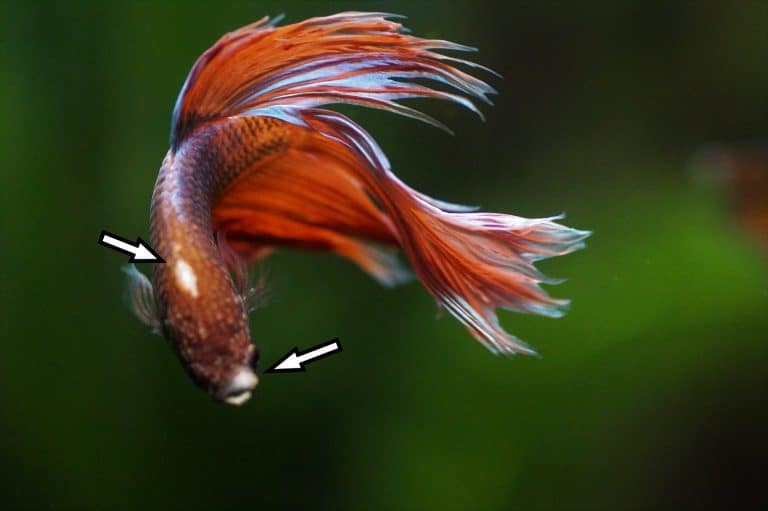 Betta Fungal Infection